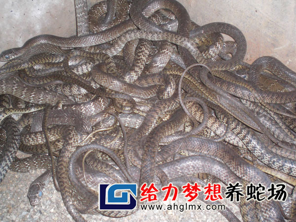 �����gˮ��������